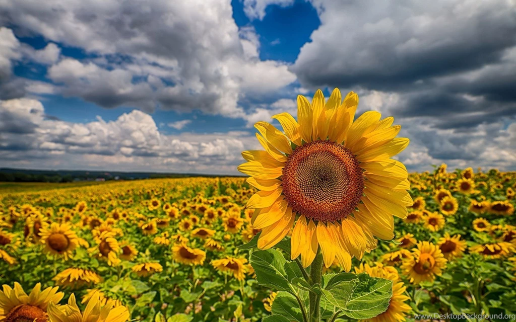 Bee On The Sunflower Desktop Wallpapers 28755
