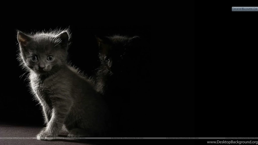 Cat In Dark Shadow Wallpapers