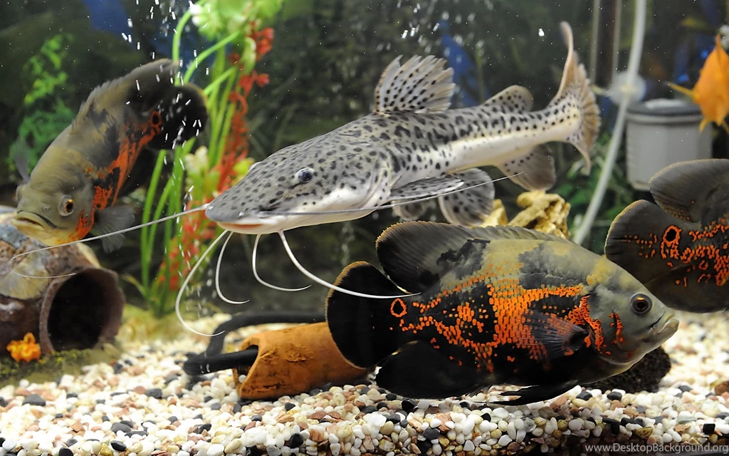 Desktop Wallpapers · Gallery · Animals · Tiger Oscars And Long ...