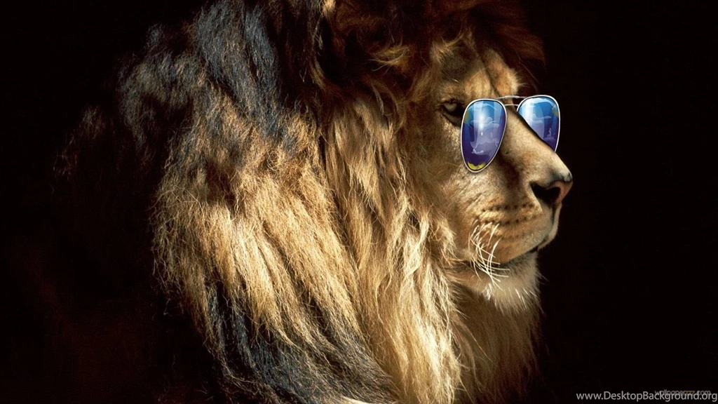 Download Lion In Sunglasses HD Wallpaper—Free Wallpapers