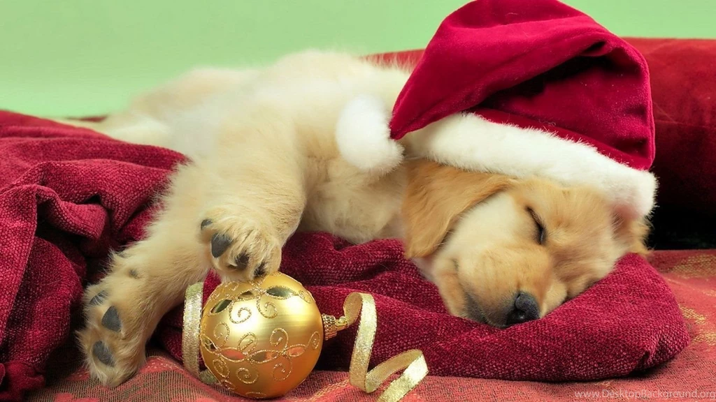 1366x768 Puppy Christmas Gift Wallpapers