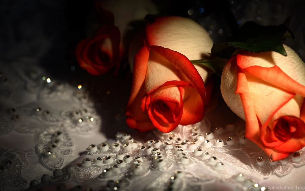 High Definition Wallpapers Roses Full High Definition Wallpapers ...