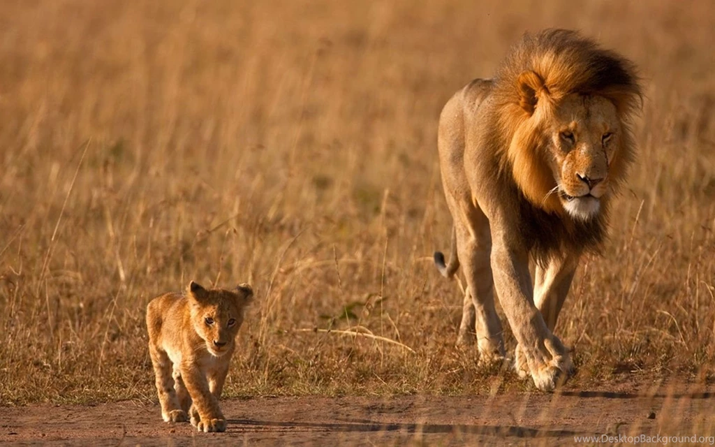Lion Wallpapers Hd