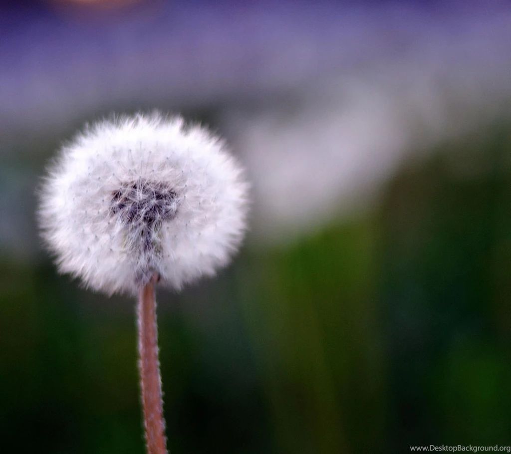 Samsung Galaxy S4 Wallpapers