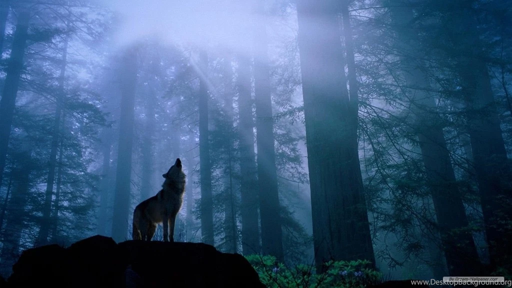 Free Wallpapers Free Animal Wallpapers Wolf Wallpapers 1366x768 9