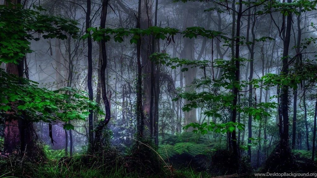 The Dark Forest Widescreen Wallpapers