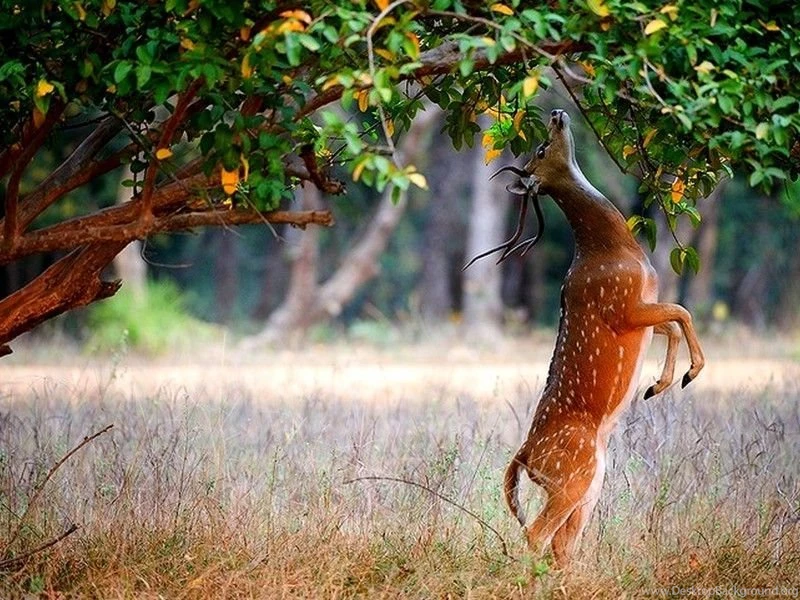 Deer Wallpapers