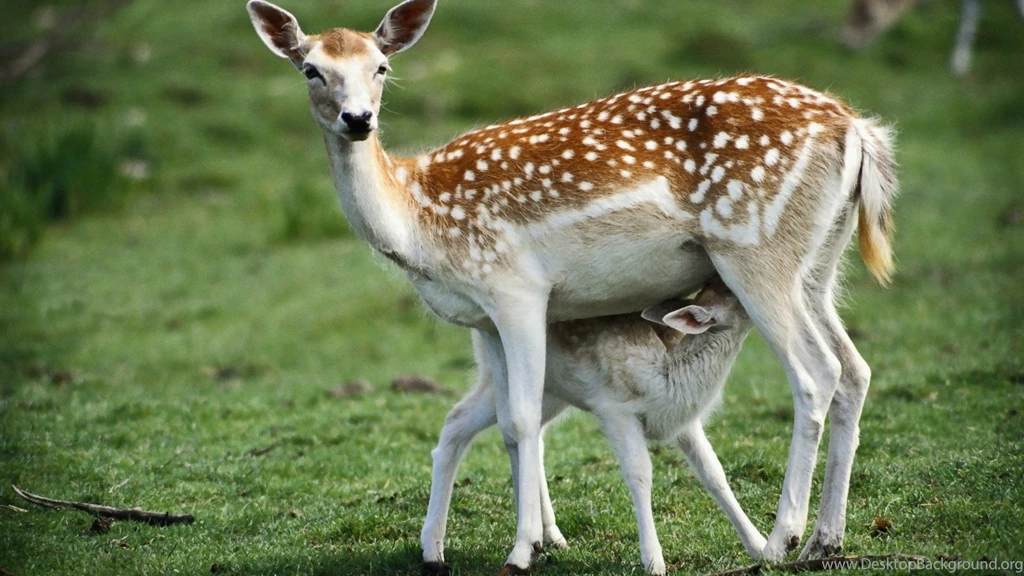 Deer Wallpapers
