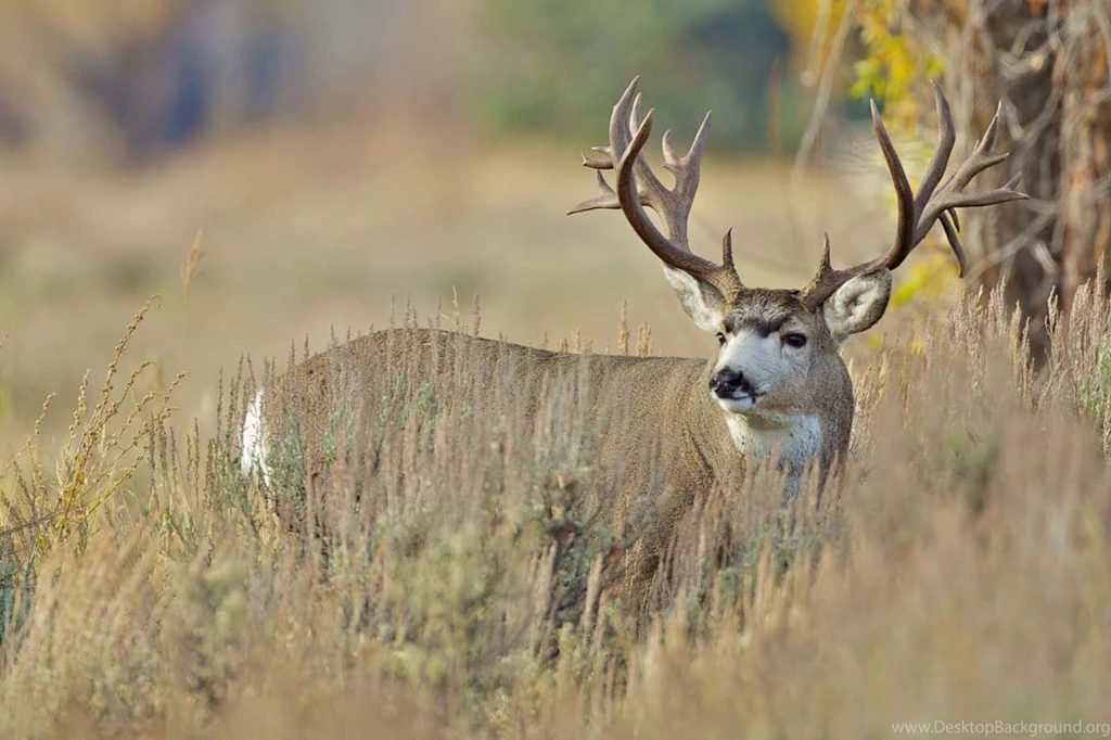Monster Bucks Wallpapers