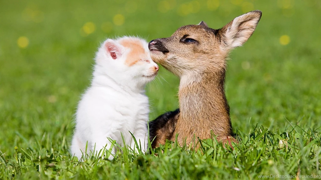 Pictures Of Baby Deer All Wallpapers New