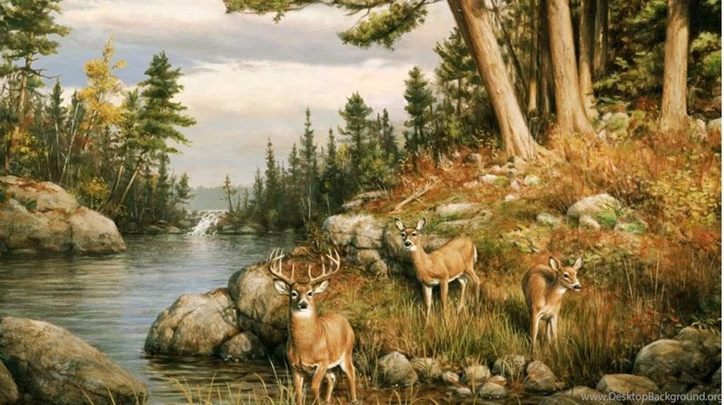 Gallery For Deer Wallpapers Mural