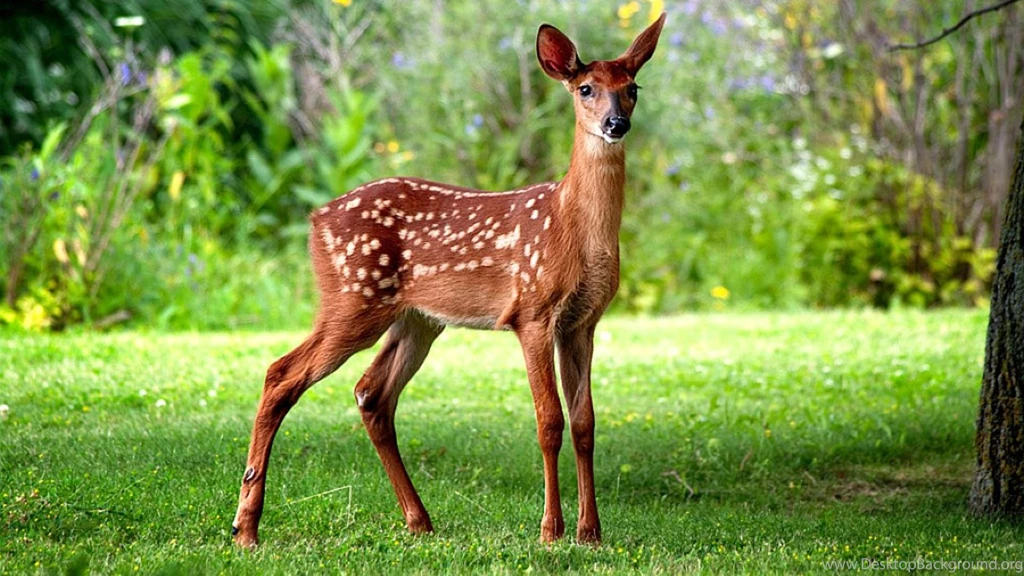 Deer Wallpapers Archives Wallpapers HD Free Wallpapers In All ...