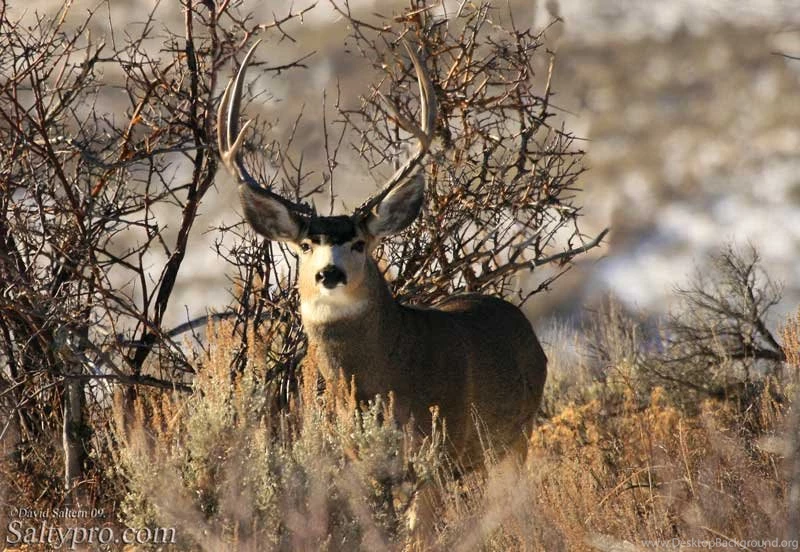 Gallery For Mule Deer Wallpapers Free