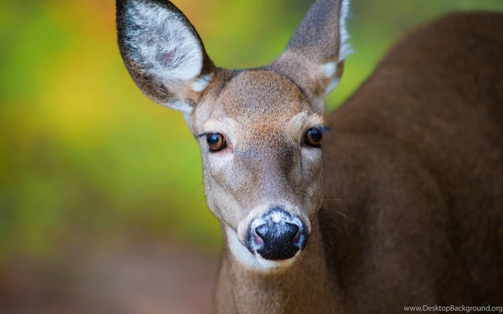 Deer Animal Beauty Brown Green Cute Animale Deer1 Deer Wallpapers ...