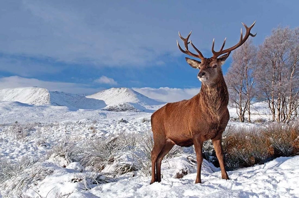 Download Deer Wallpapers Full HD