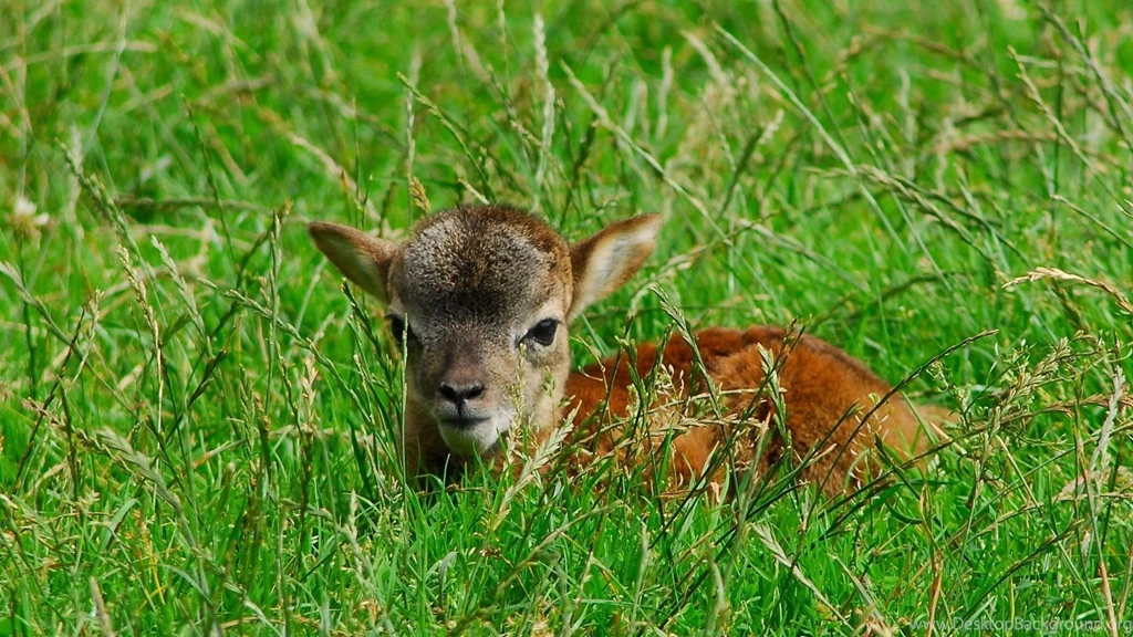 Full HD 1080p Deer Wallpapers HD, Desktop Backgrounds 1920x1080