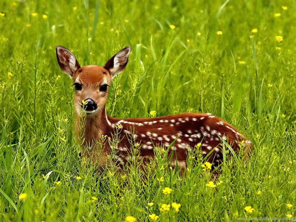 Beautiful Frog Backgrounds Hd For Free: Beautiful Deer Animals ...