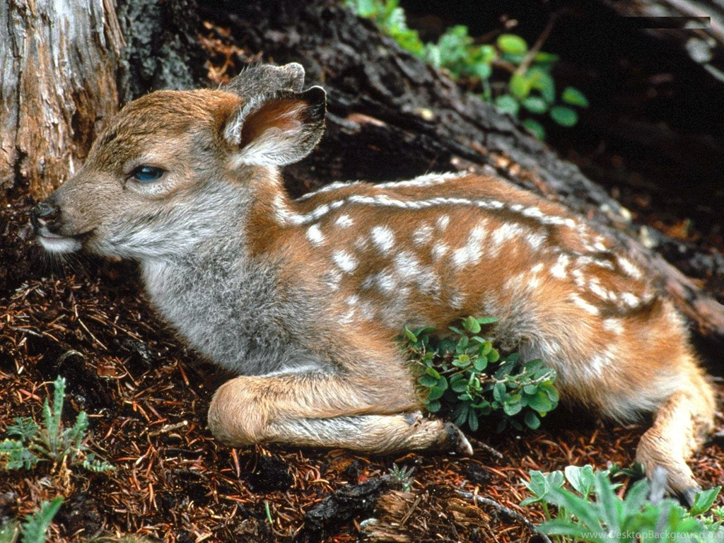 Baby Animal Wallpapers