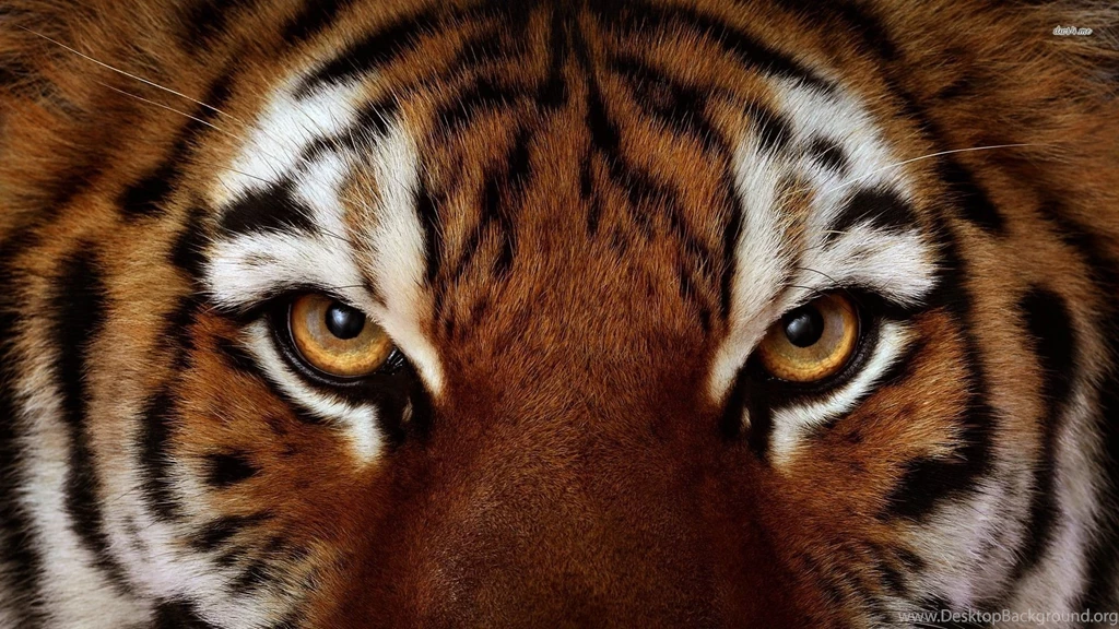 Gallery For   Eye Of The Tiger Wallpapers Hd