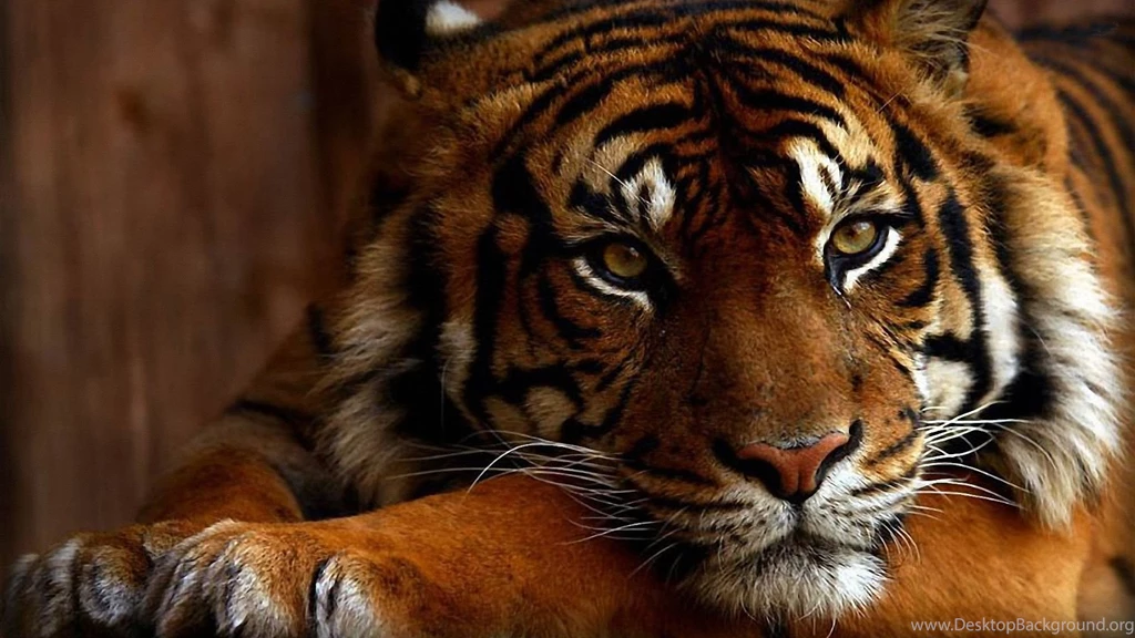 Eye Of The Tiger Pictures Wallpapers