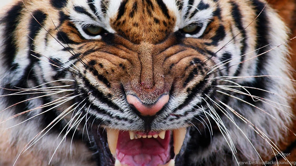 Tiger Eyes Iv >> HD Wallpaper, Get It Now!