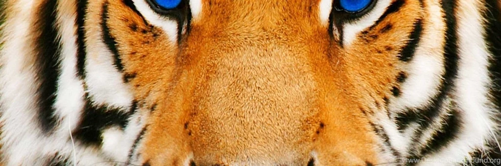 Eye Of The Tiger Wallpapers   Wallpapers