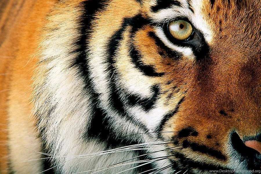 Tiger Wallpapers – Life Quotes