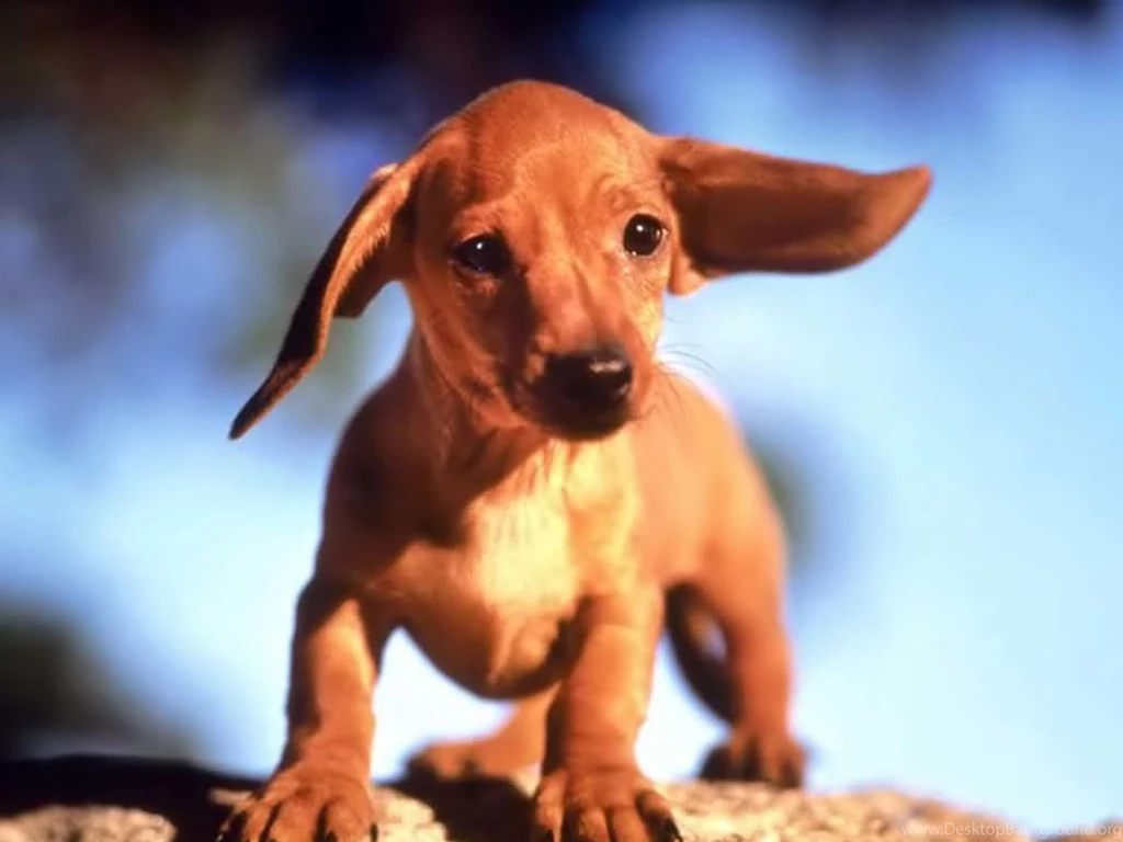 Desktop Wallpapers · Gallery · Animals · Dachshund Puppy