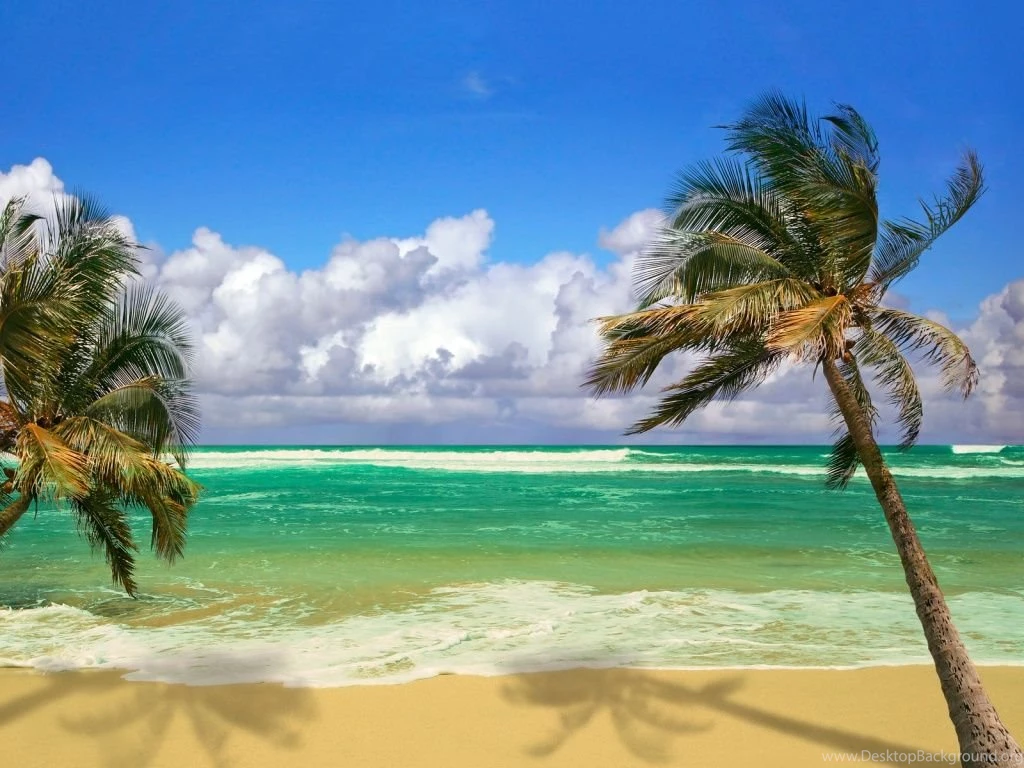1024x768 Beach Palms Ocean Wallpapers