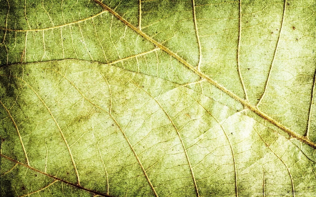 Download Texture: Green Dry Leaves, Download Photo, Backgrounds ...