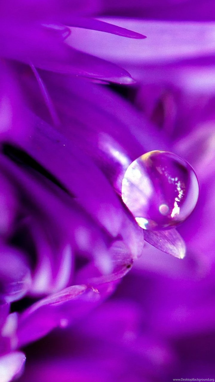 Petal Drops Lock Screen Wallpapers Android Android Wallpapers ...