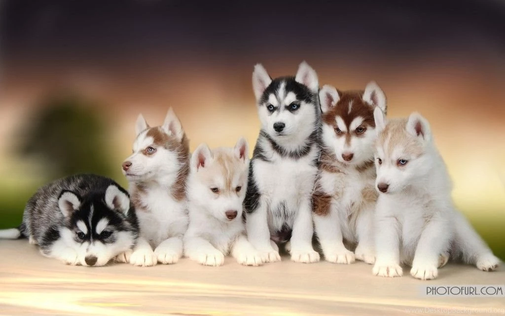 Gallery For Baby Husky Wallpapers Free