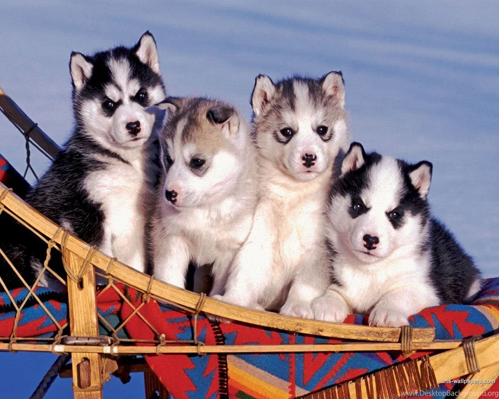 Free Siberian Husky Puppies Wallpapers HD
