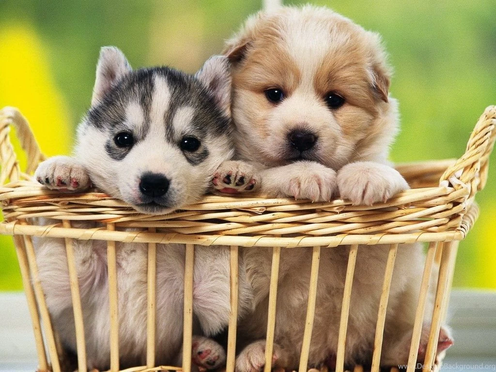 Cute Puppies Pictures & Wallpapers Of Dog Breeds