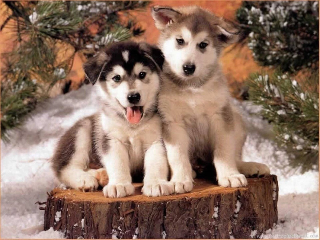 Husky Cute Puppies Husky Wallpapers