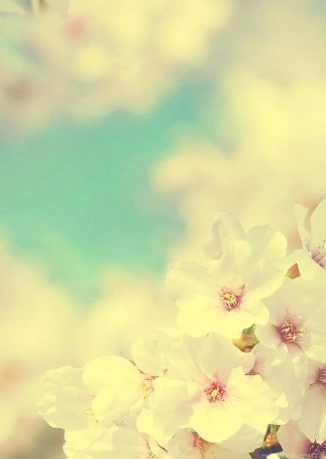 White Flowers Closeup Instagram Effect HD Wallpapers