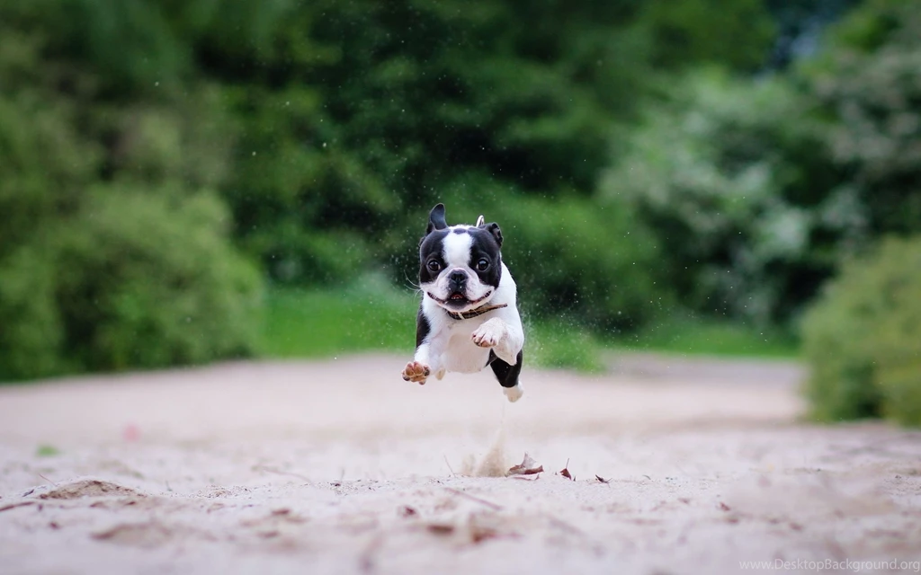 2560x1600 Boston Terrier Funny Run Wallpapers