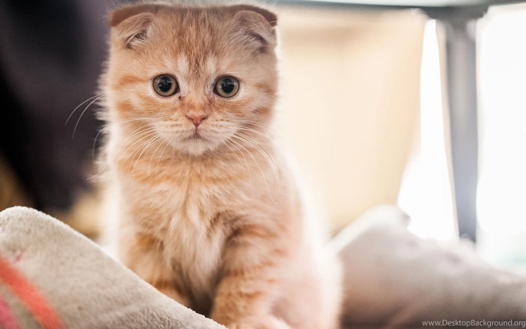 50+ Very Cute Scottish Fold Kitten Photo And Pictures