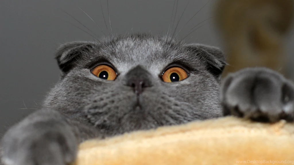 Scared Scottish Fold Photo And Wallpaper. Beautiful Scared ...