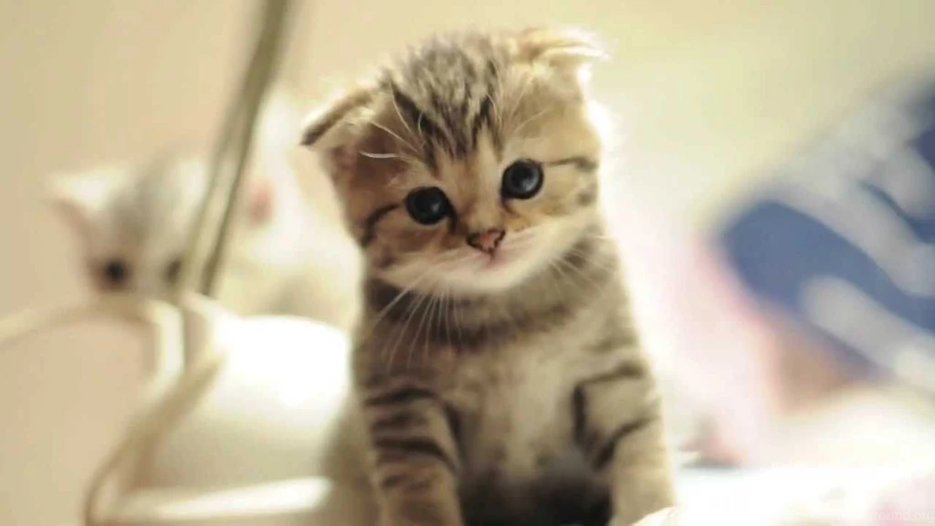Scottish Fold Babies Cat Walk YouTube