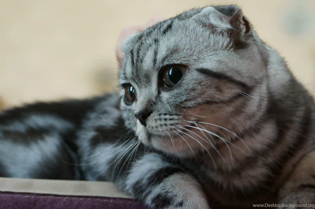 Scottish Fold Watching Photo And Wallpaper. Beautiful Scottish ...