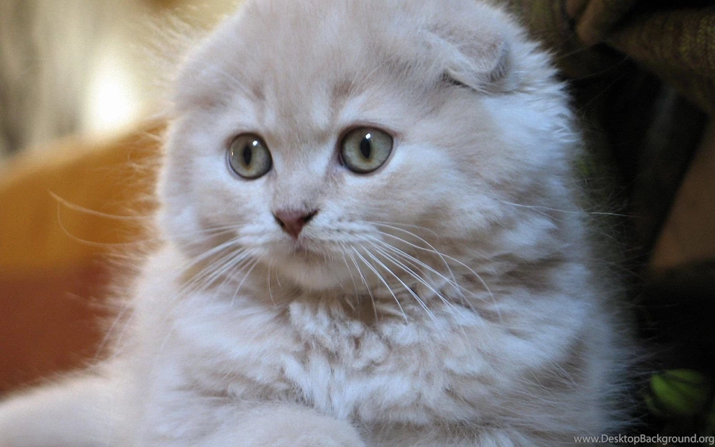 White Small Scottish Fold Cat Wallpapers And Images   Wallpapers ...