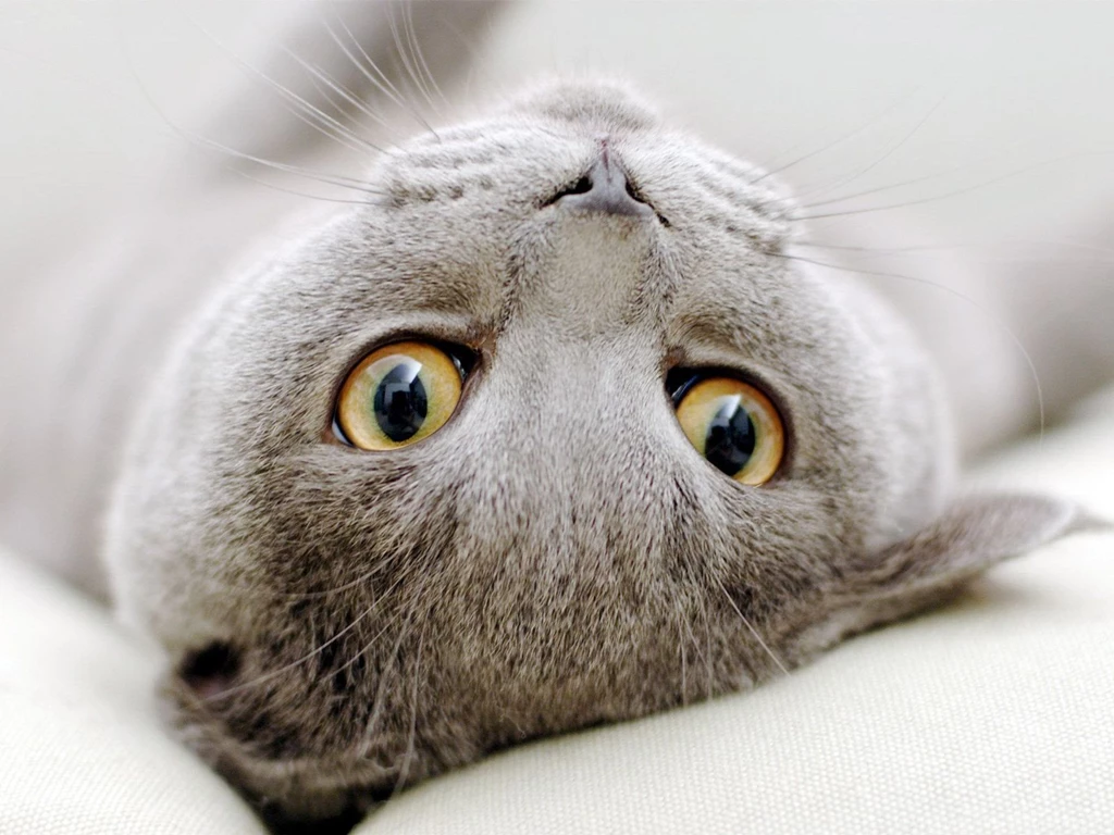 Gray Scottish Fold Cat Sprawled Wallpapers And Images   Wallpapers ...