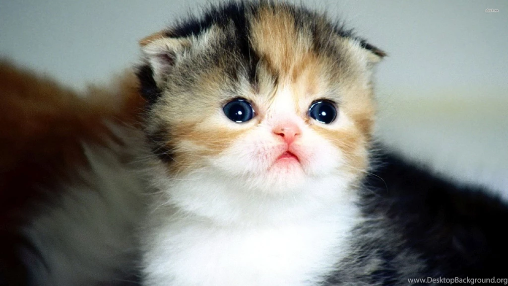 50+ Very Cute Scottish Fold Kitten Photo And Pictures