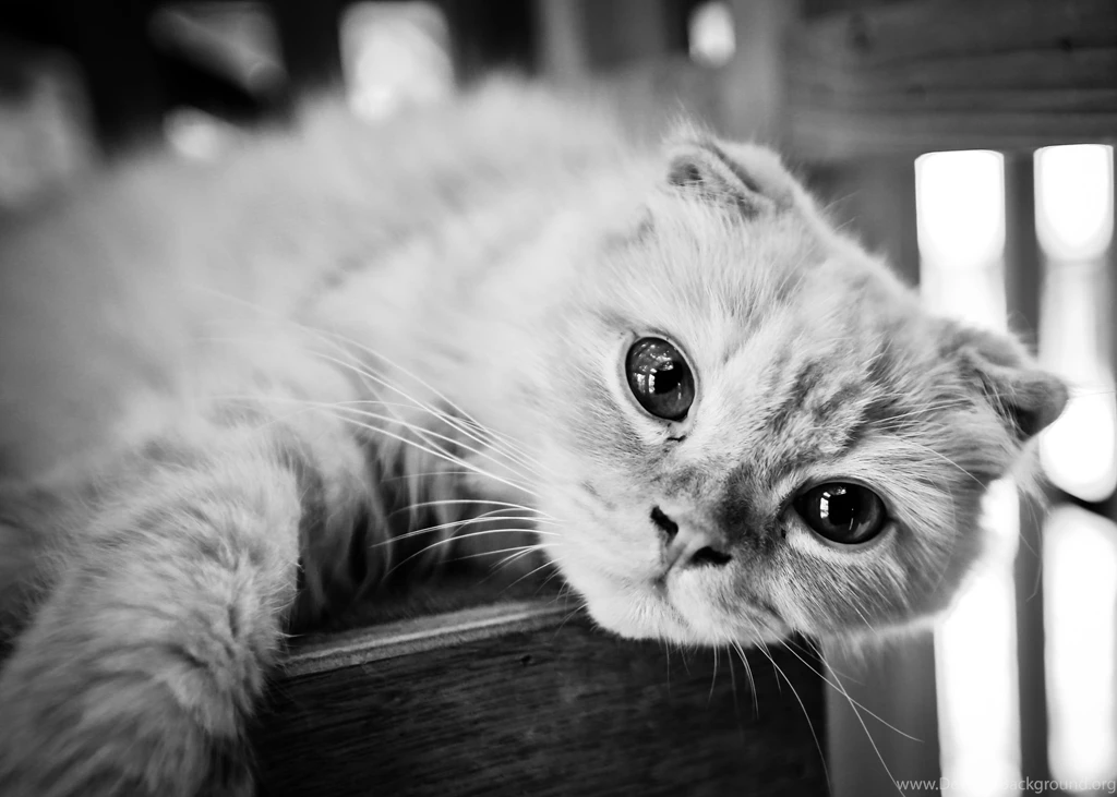 Beautiful Scottish Fold Cat, Black and white Photo Wallpapers And ...