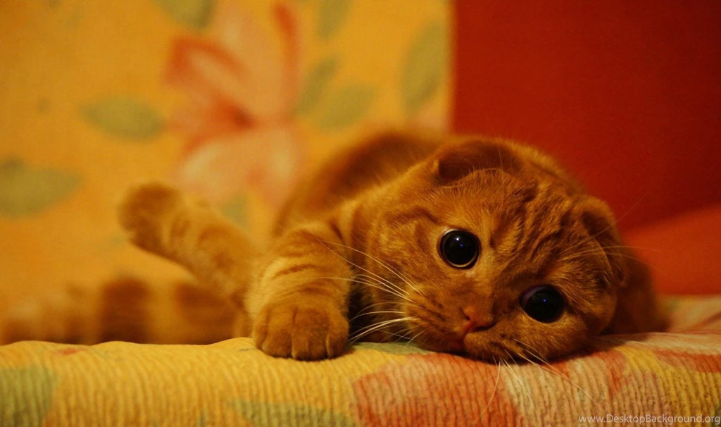 Cute Red Scottish Fold Cat Wallpapers And Images   Wallpapers ...