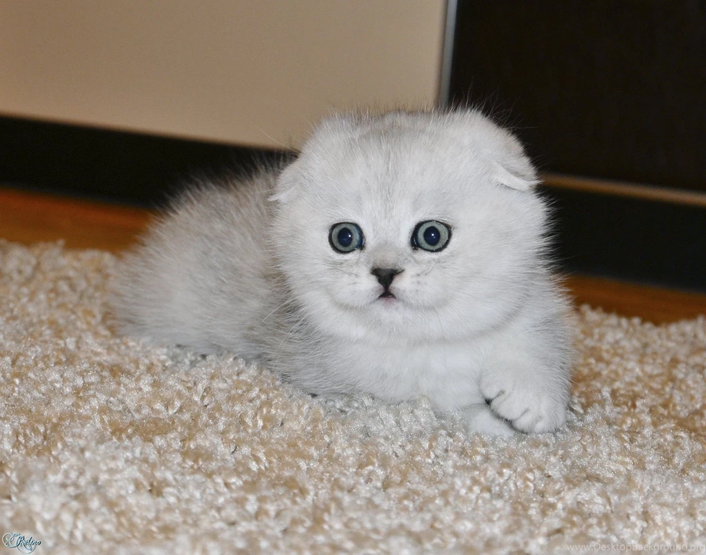 White Little Scared Scottish Fold Cat Wallpapers And Images ...