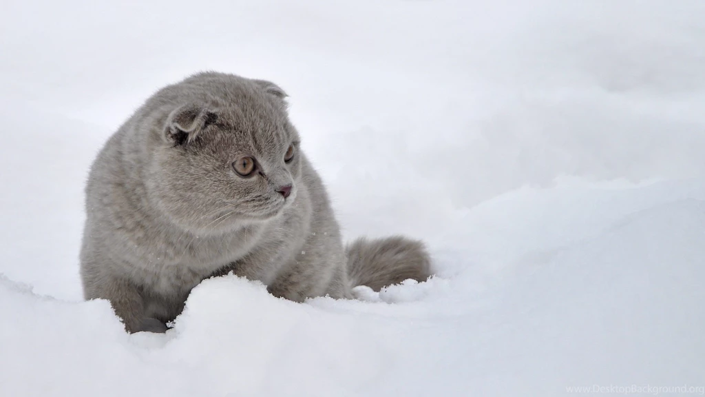 Scottish Fold Cat In The Snow Wallpapers And Images Wallpapers ...