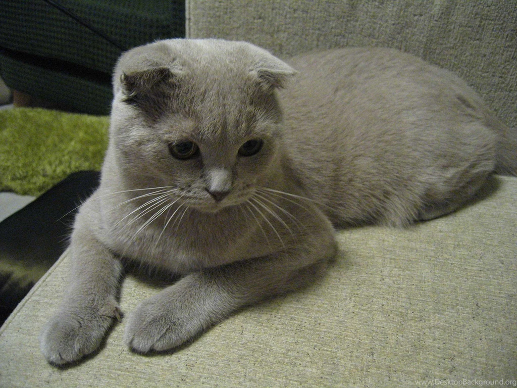 Resting Scottish Fold Photo And Wallpaper. Beautiful Resting ...