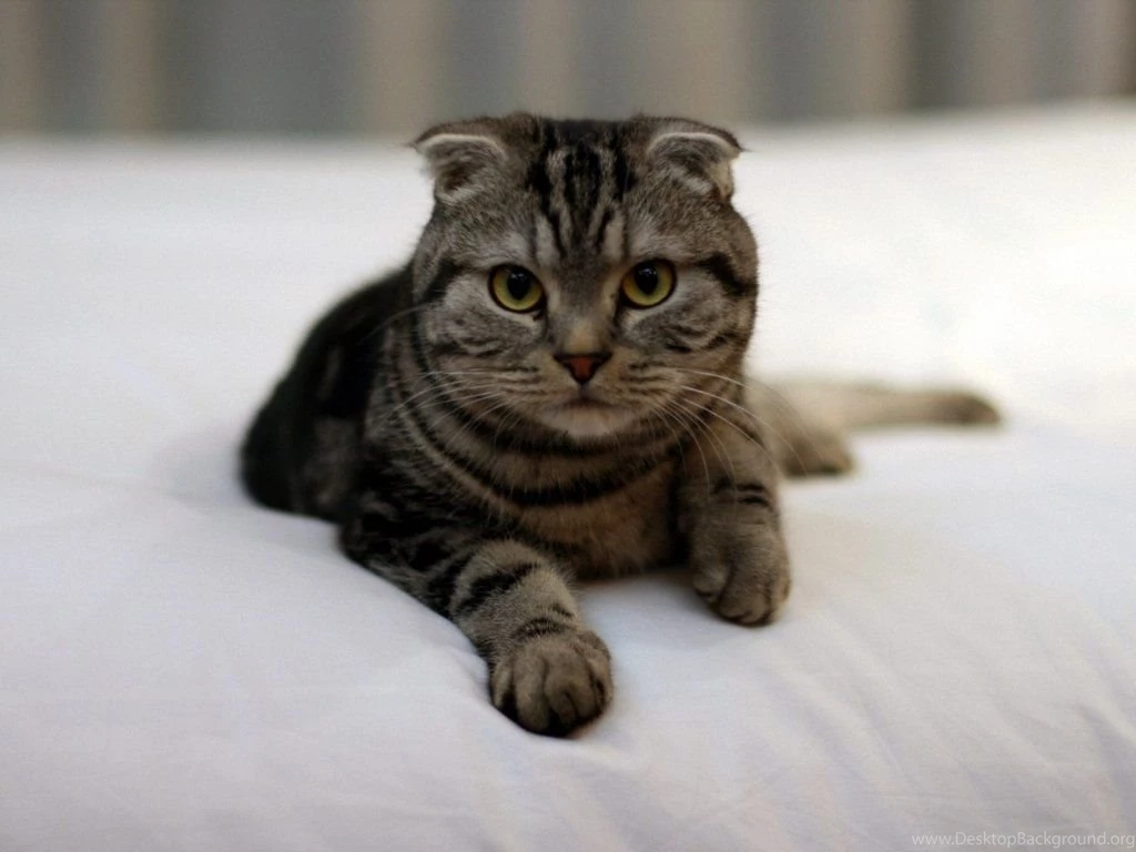 Scottish Fold Baby 1024x768 Wallpapers,Scottish Fold 1024x768 ...